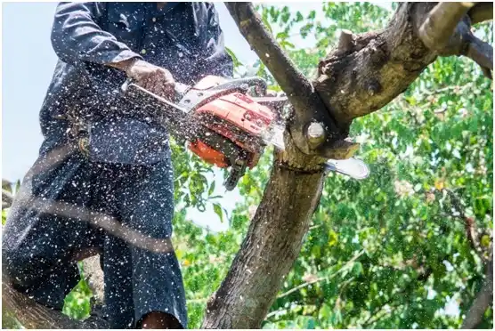 tree services Lemont